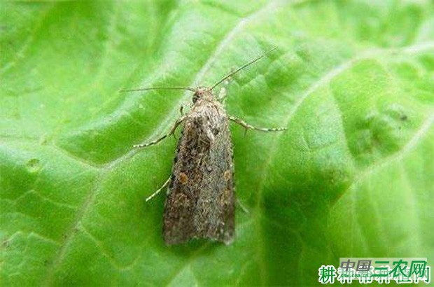 种植牛蒡如何防治甘蓝夜蛾? 种植牛蒡如何防治甘蓝夜蛾?
