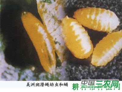 种植苦瓜如何防治美洲斑潜蝇? 种植苦瓜如何防治美洲斑潜蝇?