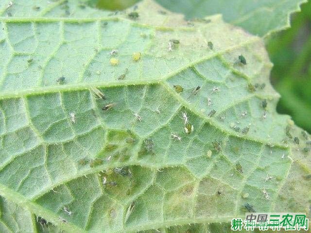 种植苦瓜如何防治瓜蚜? 种植苦瓜如何防治瓜蚜?