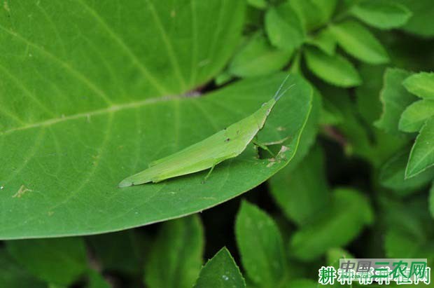 种萝卜如何防治短额负蝗？