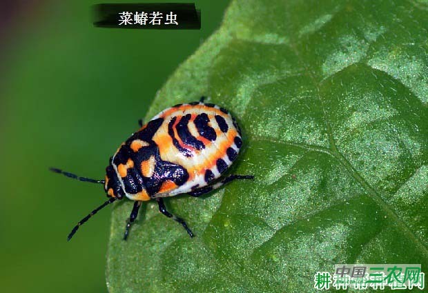 种萝卜如何防治菜蝽？