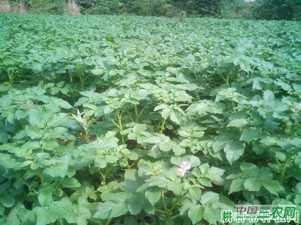 种植马铃薯盖地膜需要注意什么？