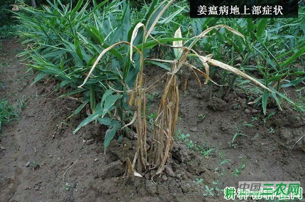 种生姜如何防治姜瘟病？