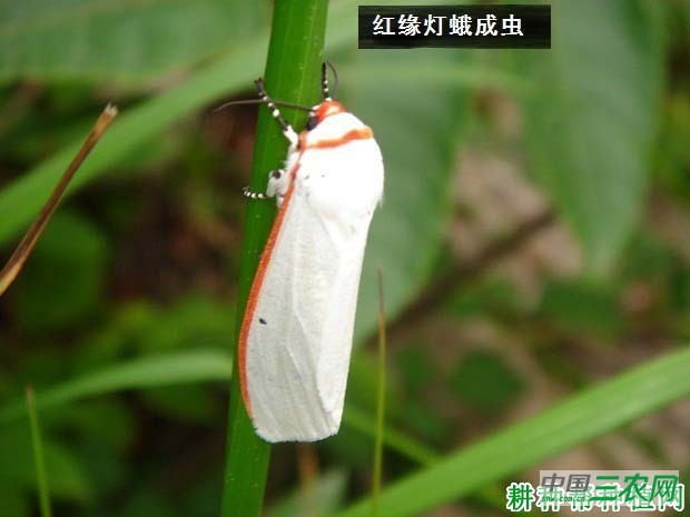 种豆角（豇豆）如何防治红缘灯蛾？