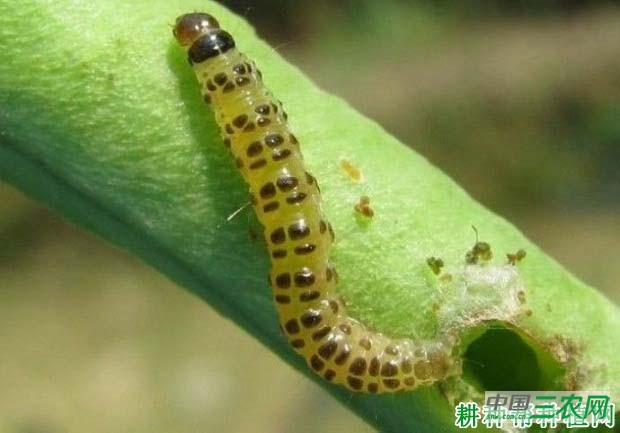 种四季豆如何防治豇豆荚螟？