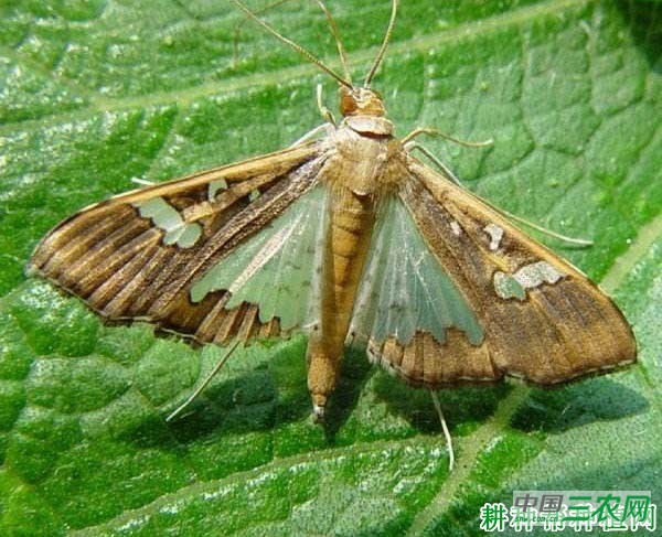 种四季豆如何防治豇豆荚螟？