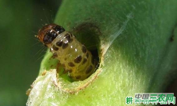 种四季豆如何防治豇豆荚螟？