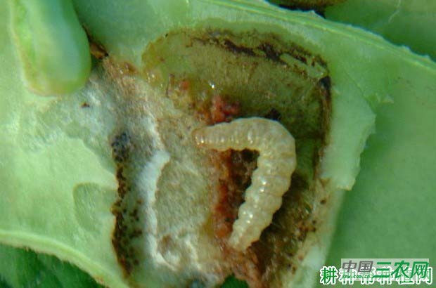 种四季豆如何防治豆荚斑螟？