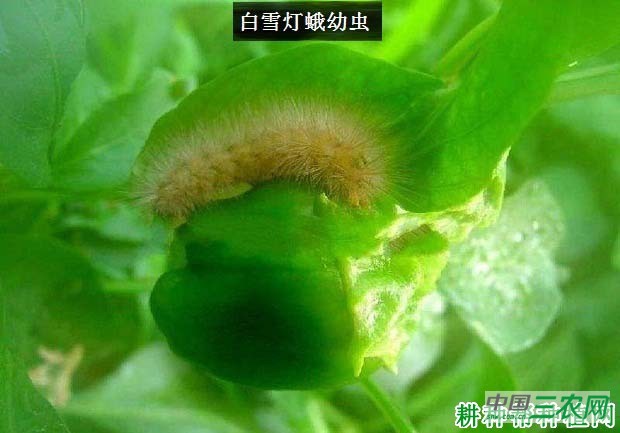 种四季豆如何防治白雪灯蛾？