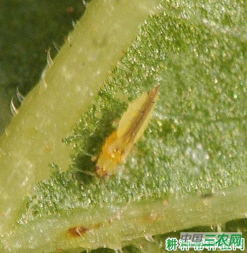 种豌豆如何防治端大蓟马？