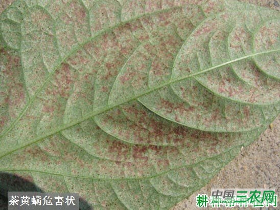 种四季豆如何防治茶黄螨？