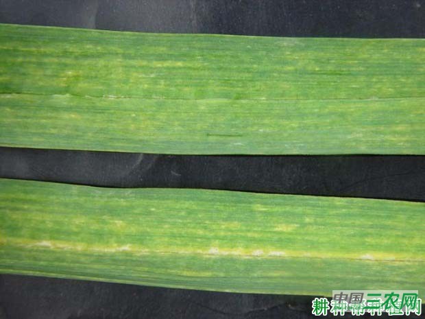 种大蒜如何防治大蒜花叶病？