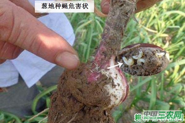 种大蒜如何防治葱地种蝇？