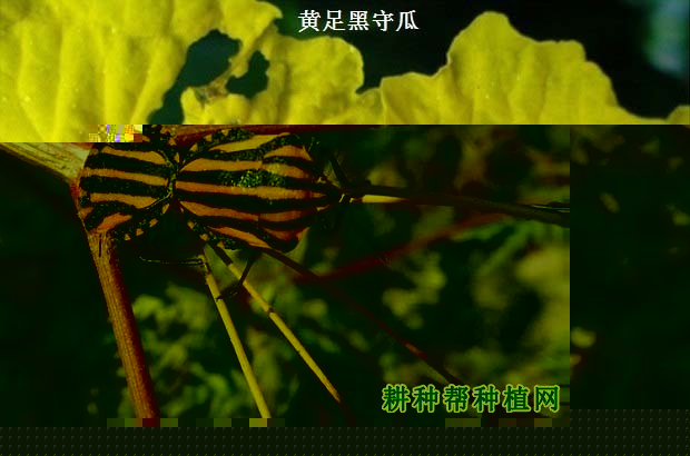 种芹菜如何防治赤条蝽？