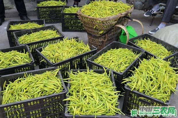 黄花菜采摘后如何加工？