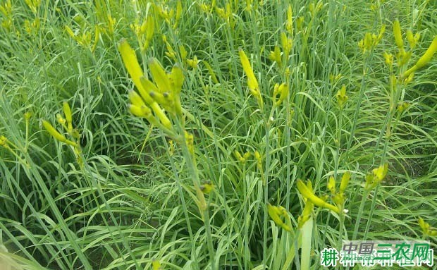 种植黄花菜前怎么整地？