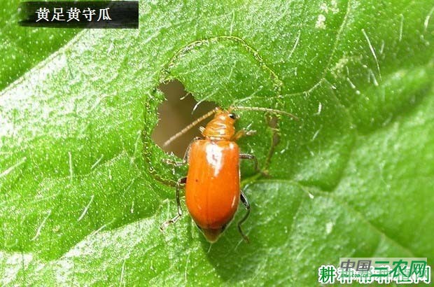 种瓠瓜如何防治黄足黄守瓜？