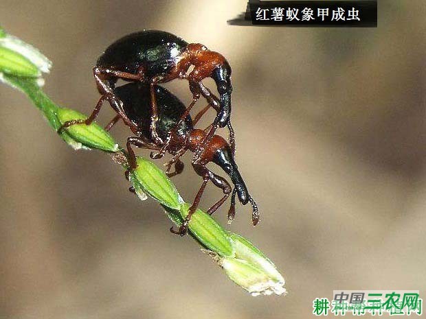 种红薯如何防治红薯蚁象甲？