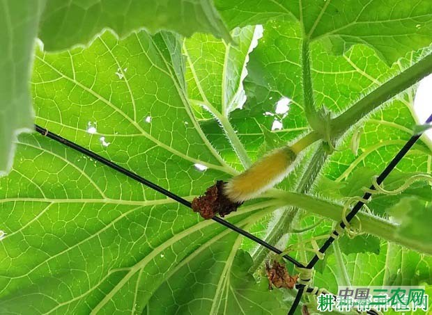 瓠瓜化瓜如何防治？