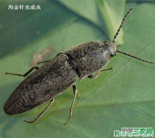 种丝瓜如何防治沟金针虫？