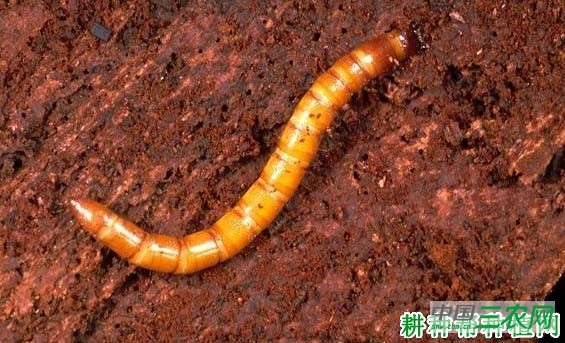 种丝瓜如何防治沟金针虫？