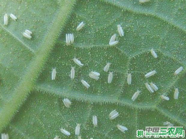 种瓠瓜如何防治烟粉虱？