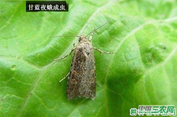 西兰花(青花菜)如何防治甘蓝夜蛾? 西兰花(青花菜)如何防治甘蓝夜蛾?