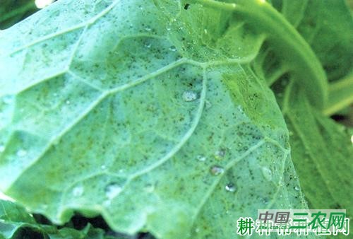 西兰花（青花菜）细菌性斑点病如何防治？