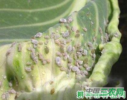 西兰花(青花菜)如何防治甘蓝蚜? 西兰花(青花菜)如何防治甘蓝蚜?