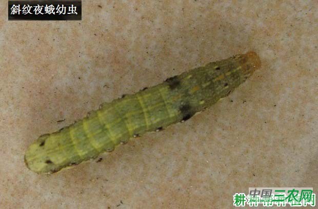 种花椰菜如何防治斜纹夜蛾？