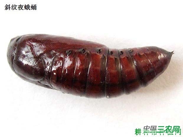 种莴笋如何防治斜纹夜蛾？