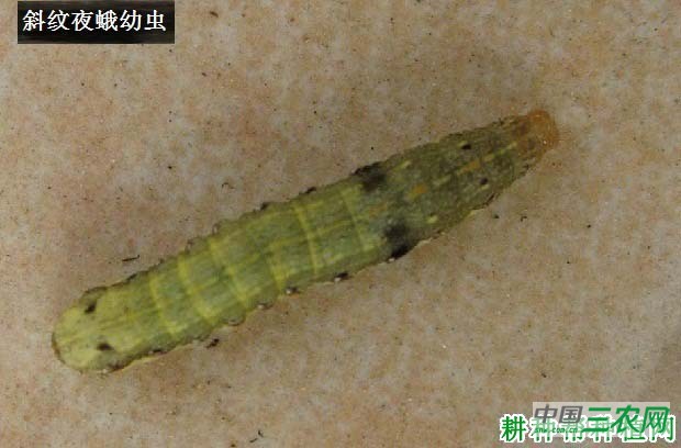 种莴笋如何防治斜纹夜蛾？