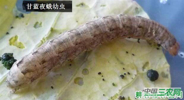 种莴笋如何防治甘蓝夜蛾? 种莴笋如何防治甘蓝夜蛾?