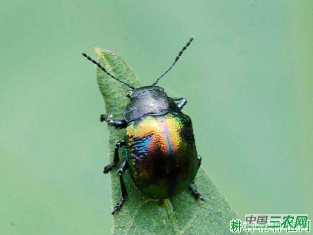 种空心菜如何防治甘薯肖叶甲？