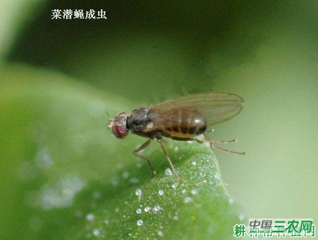 种大白菜如何防治菜潜蝇？