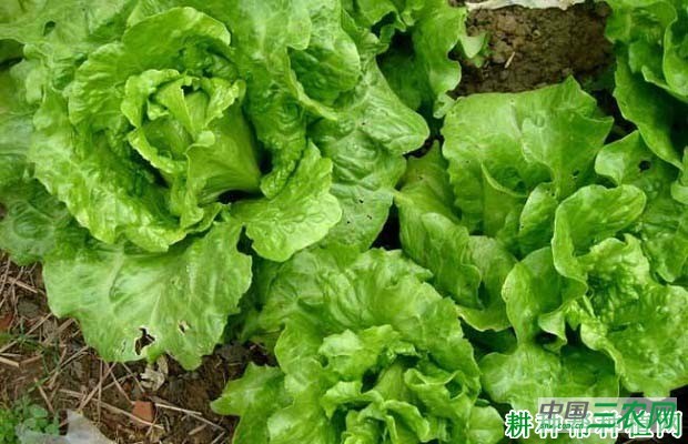 生菜植株有什么特性？