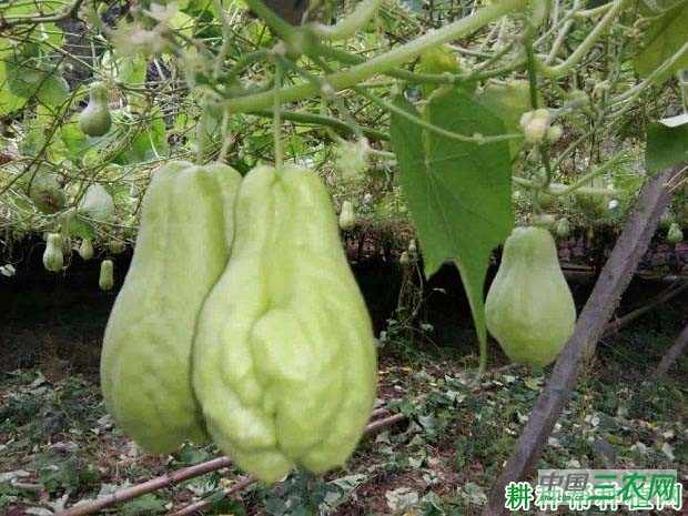 给佛手瓜施肥要注意什么？