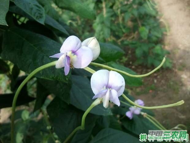 种植豆角需要多少肥料？