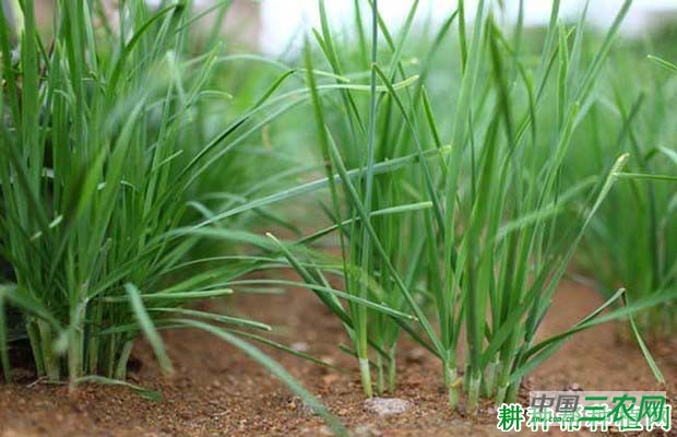 韭菜的需肥特点是怎么样？