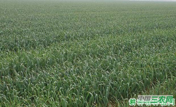 上高大蒜品种好不好？