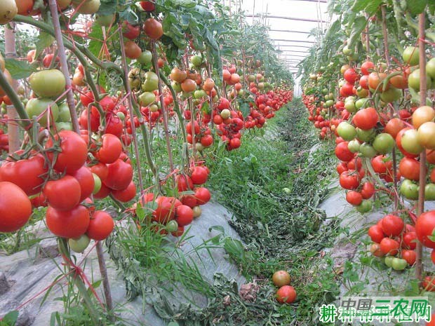 番茄怎么施肥，用什么肥料好？