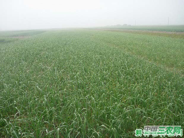 大蒜怎样施肥，施什么肥料好？