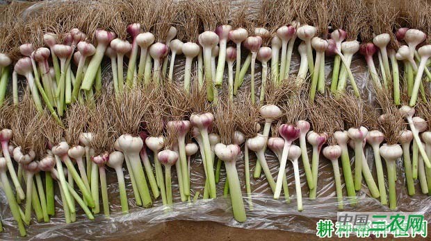 大蒜怎样施肥，施什么肥料好？