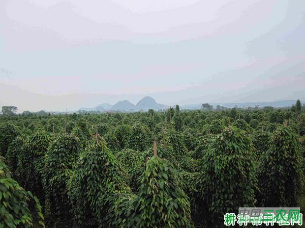 芹菜怎么施肥，用什么肥料好？