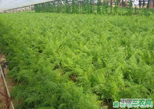 种植胡萝卜如何提高出苗率？
