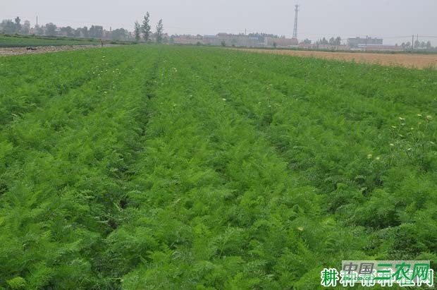 种植胡萝卜如何提高出苗率？