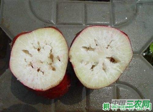 萝卜肉质根为什么空心，如何防治萝卜肉质根空心？