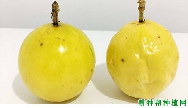 长黄511百香果品种好不好? 长黄511百香果品种好不好?