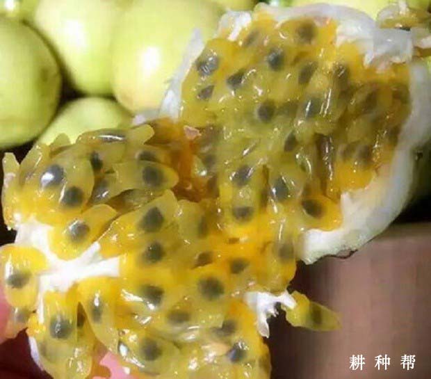 长黄511百香果品种好不好? 长黄511百香果品种好不好?