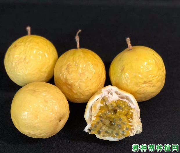 长黄511百香果品种好不好? 长黄511百香果品种好不好?